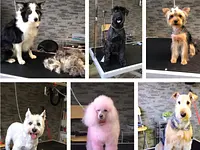 Patty’s Hundesalon