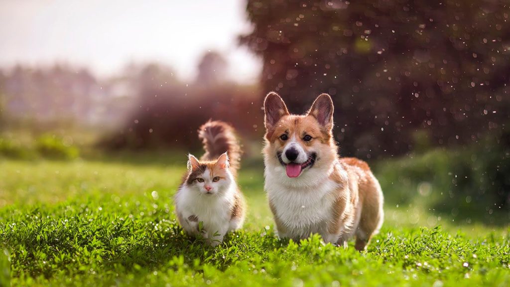 DDog Laden, Ernährungsberatung & Zahnreinigung für Hunde ohne Narkose