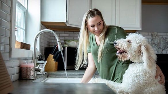 DDog Laden, Ernährungsberatung & Zahnreinigung für Hunde ohne Narkose