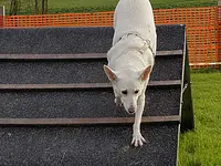 Hundeschule Zürioberland